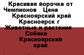 Красивая йорочка от Чемпионов › Цена ­ 25 000 - Красноярский край, Красноярск г. Животные и растения » Собаки   . Красноярский край